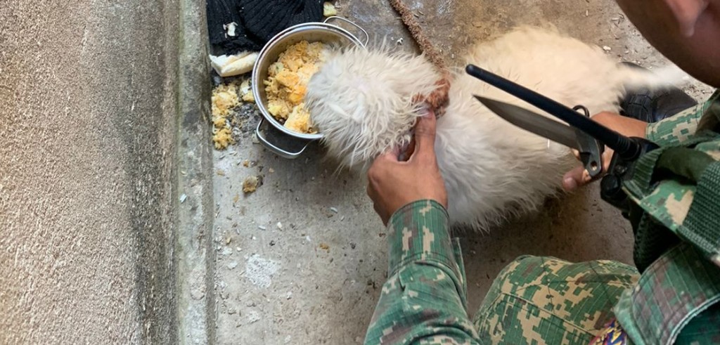 Cachorro no momento em que era resgatado dos maus tratos, em Ipatinga