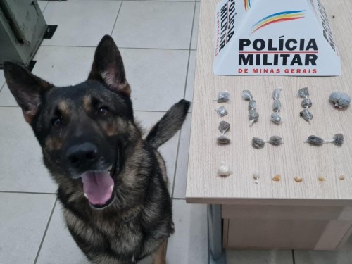 Cão farejador da PM encontra drogras em Manhuaçu