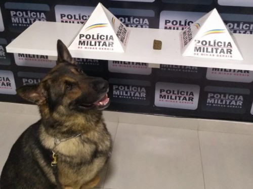 Cão farejador encontra drogas dentro de ônibus em Realeza