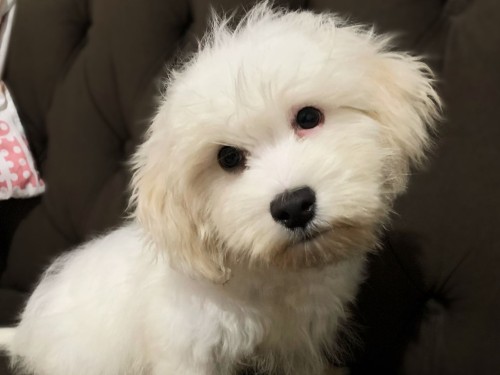 Poodle é resgatado de maus tratos em Ipatinga