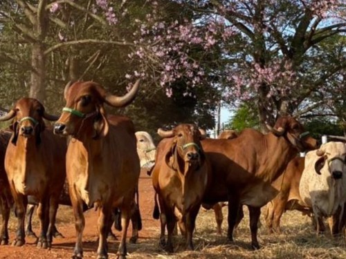 Programa Mais Pecuária Brasil oferece curso a produtores rurais de Ipatinga