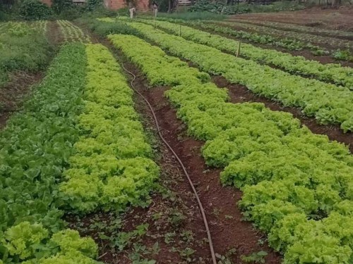Secretaria de Educação amplia aquisição de alimentos da agricultura familiar