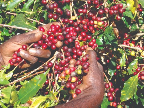 Produção agropecuária deve alcançar valores recordes este ano