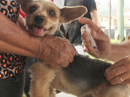 Timóteo promove campanha de vacinação antirrábica