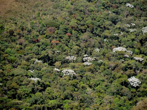 Minas registra queda em desmatamento da Mata Atlântica