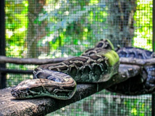 Zoológico da Usipa recebe cobra Python 