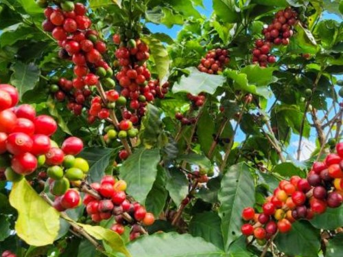 Produção agropecuária pode render R$ 127 bilhões este ano