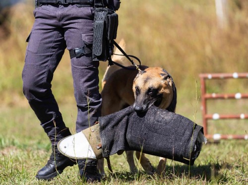 Cães farejadores aumentam a eficácia de operações da Polícia Penal