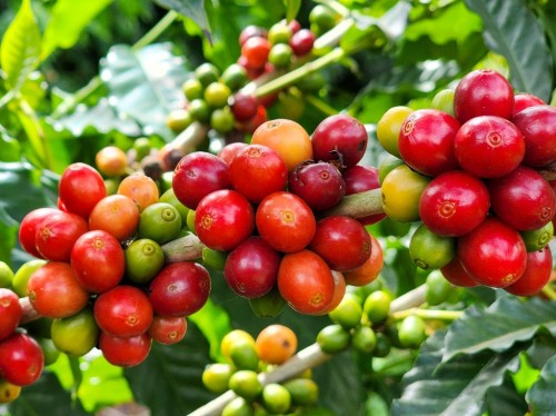 Exportações do agro mineiro registram US$ 9,7 bilhões este ano