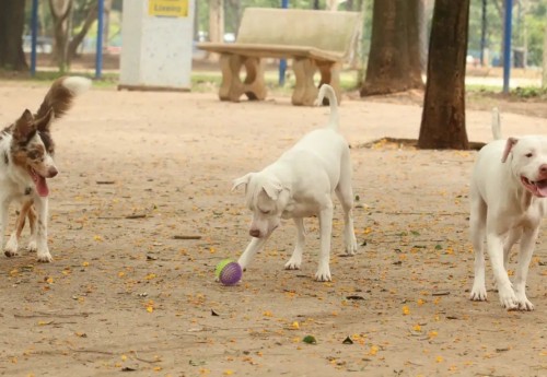 Saiba como funciona o SinPatinhas, novo RG Animal para cães e gatos