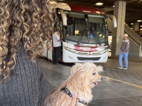 Minas regulamenta transporte de cães e gatos em ônibus 