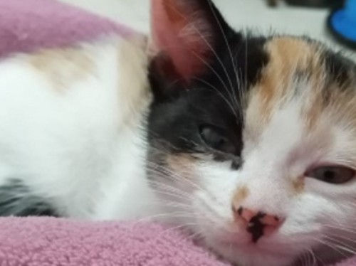 Prazo para edital de microchipagem de cães e gatos em Minas Gerais termina esta semana