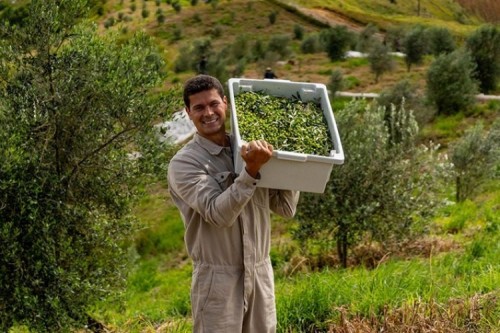 Azeite mineiro é 3º melhor do mundo
