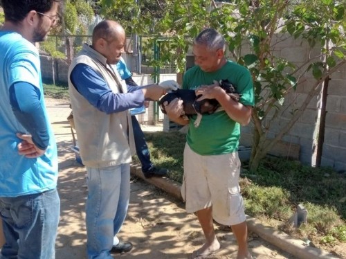 Timóteo inicia campanha de vacinação antirrábica 