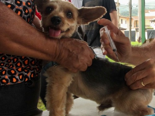 Fabriciano inicia campanha contra raiva animal
