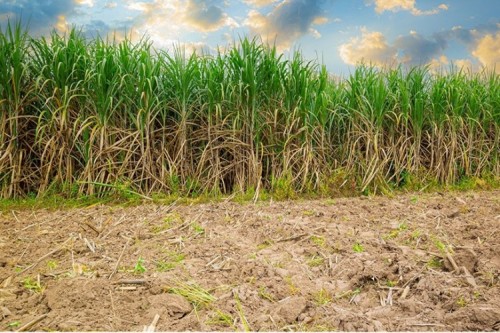 Valor da produção agrícola cresce em Minas