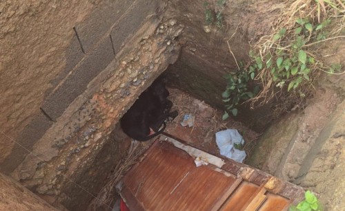 Moradores resgatam cadelinha em bueiro de Bom Jesus do Galho