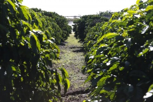 Triângulo entre os maiores produtores