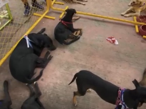 Evento de adoção em Timóteo reforça importância da causa animal