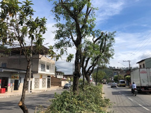 Timóteo já realizou cerca de 140 podas preventivas