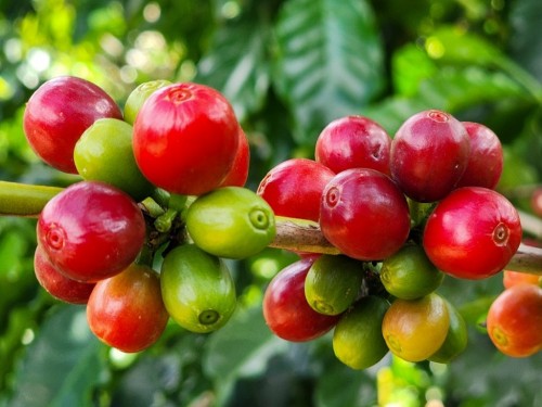 Exportações do agro mineiro alcançam novo recorde