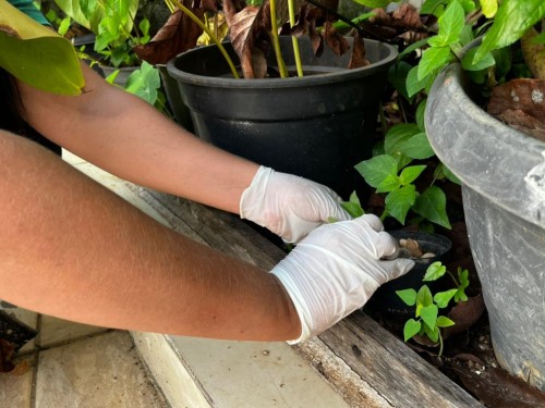 Ipatinga divulga primeira LIRAa de  2026