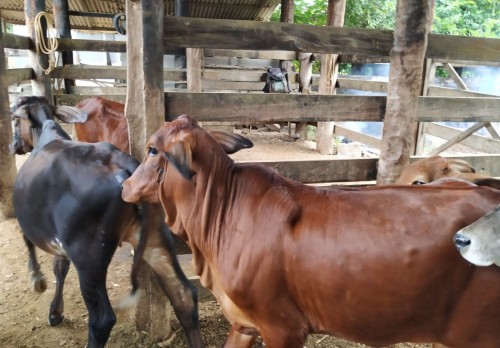 Belo Oriente realiza campanha de vacinação contra brucelose bovina