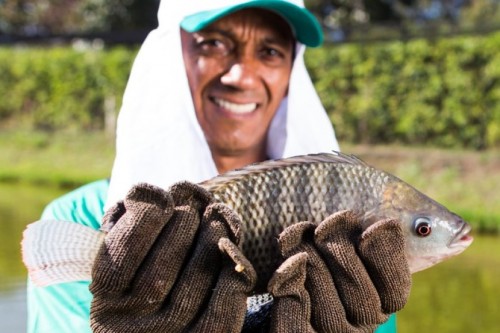 Mesmo com alta produção, Minas Gerais passa a importar tilápia pela primeira vez em quase 30 anos