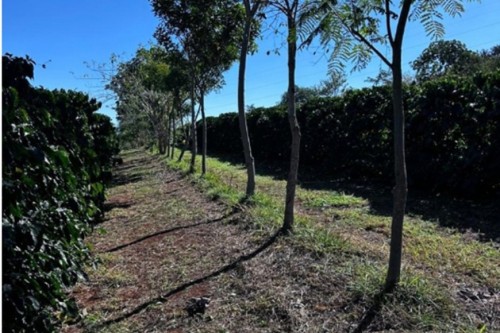 Cooperativa vende crédito de carbono