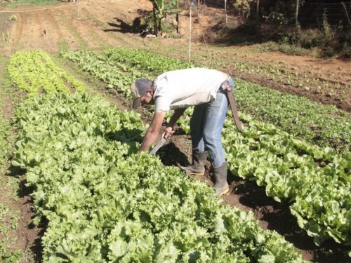 Sindicato oferece cursos para produtores rurais