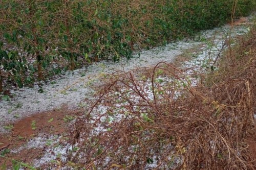 Prejuízos por chuva e granizo: veja o que o produtor deve fazer para comprovar perdas
