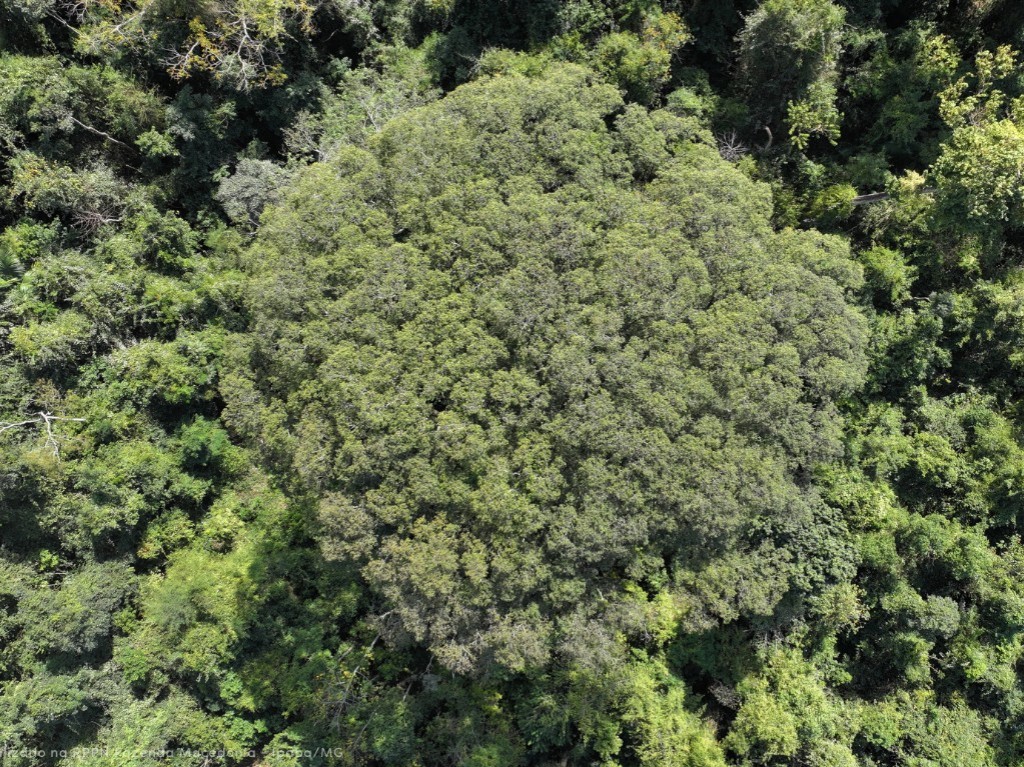 A vasta copa do jequitibá-rosa, com mais de 700 metros quadrados, destaca-se entre as demais árvores nativas.
