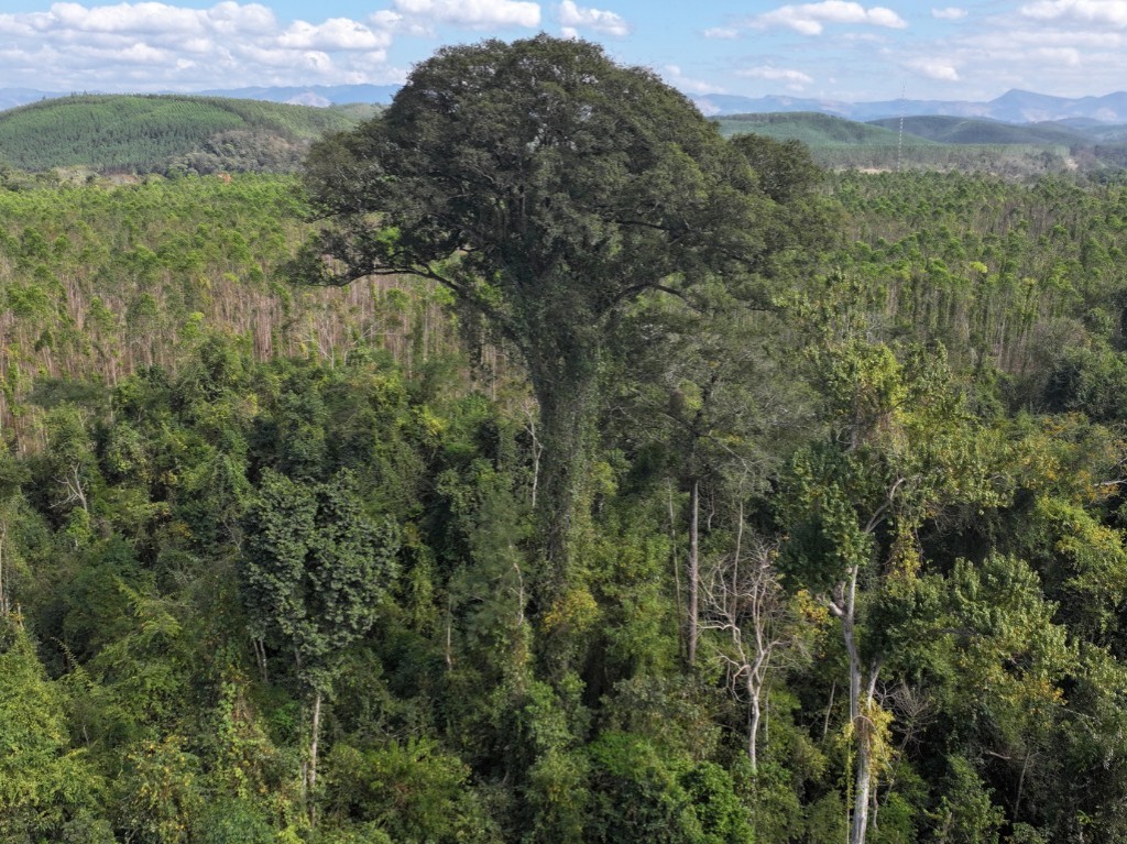 Com 50 metros de altura, o jequitibá-rosa, espécie ameaçada de extinção, é a maior árvore já registrada no Sudeste brasileiro