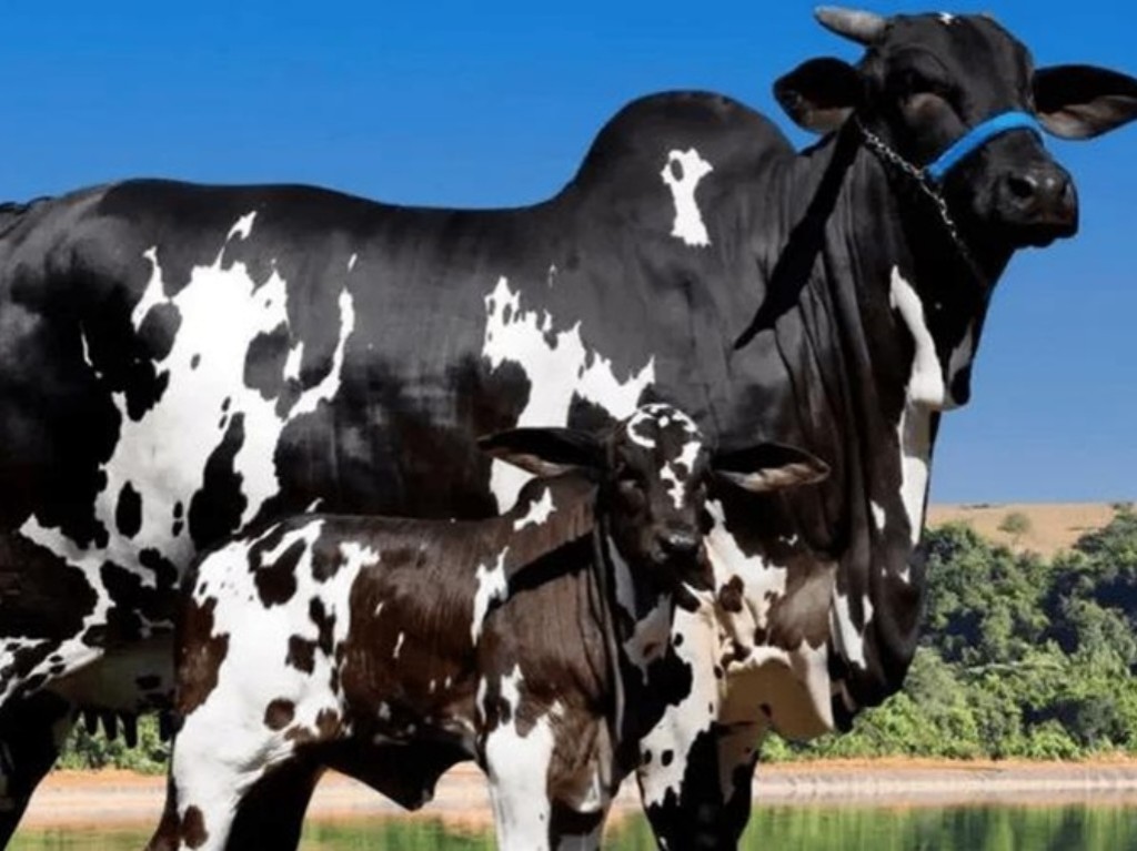 Cota de 25% da vaca Ibiza FIV Surreal, da raça Nelore Pintada, custa R$ 15,2 milhões 